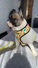 Arnés de Mascota para Bulldog Francés, correas pequeñas y medianas para perros, chaleco de cachorro francés, correa de plomo para perro que camina, productos para mascotas