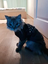 Pet Clothing Costumes Coat Kitten-Outfits Yorkshire Puppy Winter Warm Autumn for Chihuahua