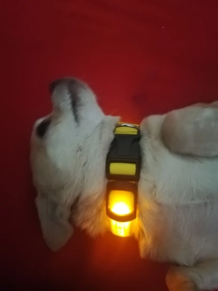 MEGA LED Safety Dog Collar photo review