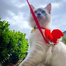 Ala del ángel arnés del animal doméstico pequeño perro mascota conejo gato pecho conjunto adorable Collar cinturón de seguridad ajustable caminar al aire libre Correa cuerda 6 Color