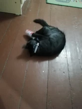 Microfiber Dog Collar Leather Safety Reflective Engraved Puppy Collar ID Name Customized