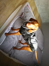 Pet-Dog-Clothes Clothing Walking-Harness Dogs Outdoor Waterproof Large Winter Medium