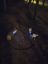 Perro mascota LED nocturno linterna perro gato Collar brillante colgante de seguridad para mascotas lleva Collar luminosa decoración brillante collares para perro