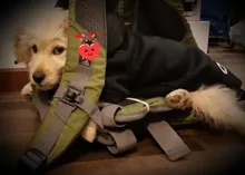 Adidog-ropa para perros pequeños, chaqueta con capucha deportiva de invierno, suéter de algodón suave abrigado puro, Chihuahua de peluche, ropa para cachorros