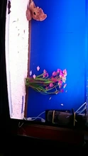 Aquarium Decorative Grass-Plant Fish-Tank Simulation PVC Environmental-Protection-Materials