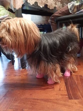 Zapatos antideslizantes para mascota de perro de lluvia, botas de goma impermeables para chihuahua, calzado para exteriores, calcetines para perro