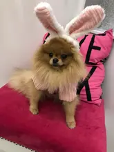 Cute Rabbit Design Dog Hoodie Winter Pet Dog Clothes For Dogs Coat Jacket Cotton Ropa