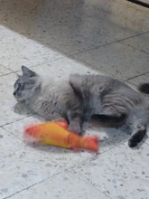 Electronic Cat Toy 3D Fish Electric Simulation Fish Toys for Cats Pet Playing Toy cat