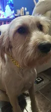 Ajustable de Nylon perro divertido Collar de nombre grabado teléfono azul Pitbull, perro personalizado Collar de mascota perro Etiqueta de impresión Collar