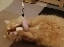 Pet-Cat-Toy Cat Catcher Bird-Feather Plastic For Cats Bell Plush with Newly-Design 100cm-Length