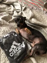 Costume Pet-Jumpsuit Puppy-Outfit Dogs French Bulldog Chihuahua Medium Pug-Pets Small