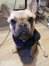 Dog Winter Bulldog-Coat Chihuahu Small French Outfit Puppy Medium Warm 