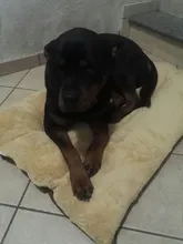 Pet Cushion Blanket Beds Dog-Bed-Mat Puppy Dogs Small Warm Large Cats-Pad Winter Thicken