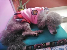 Ropa de pareja para Perro, uniforme de Mascota, Ropa para perros pequeños y medianos, disfraz de Chihuahua, camiseta para cachorro, Ropa para perros, Ropa para Perro