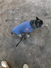 Ropa de perro de moda ropa de invierno para perros pequeños perros mediano chaqueta de abrigo Chihuahua ropa para mascotas para pequeño mediano perros Carlino