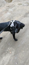 Pet-Vest Harnesses Dog-Supplies Reflective No-Pull Small Walking-Adjustable Large Medium