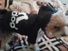 Adidog-ropa para perros pequeños, chaqueta con capucha deportiva de invierno, suéter de algodón suave abrigado puro, Chihuahua de peluche, ropa para cachorros