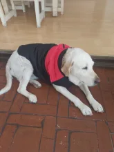 Jacket Pet-Vest Dog-Coat Labrador Warm Golden-Retriever Waterproof Winter Large Big 