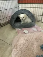 Warm Cat Bed Pet Puppy Cat House Winter Dog Cat Cushion Mat Indoor Basket Cave Kennel