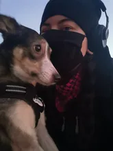 Truelove Pet Dog Harness Large Small For Pitbull Reflective Safety Harness For Dogs