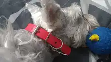 Leash Pet-Supplies Dog-Collar Dogs Small Walking Large Personalized Outdoor Cats Used-For