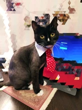 [MPK Store] Cat Toy Cat Costume Clip Tie for Cats and Dogs, Cat Collar