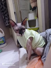 Ropa de verano para mascotas, Camiseta con estampado de flamenco para perro, chaleco para perros pequeños y medianos, accesorios para mascotas, chaleco para gatos, camisas, XS-2XL