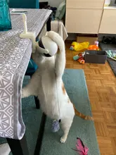 Cat-Toy Lifting-Ball Interactive Electric Funny Flutter