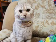 Etiqueta de identificación de Gato de acero inoxidable para mascotas, etiquetas de nombres de mascotas, Collar para gatos, accesorios con teléfono, sexo y etiquetas de nombres, grabado gratis