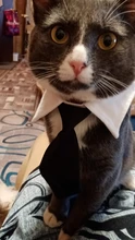 Pajarita a rayas para perro y gato, Collar ajustable para mascotas, corbata blanca para perro, y boda para fiesta, 2020