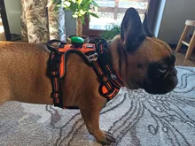 Led-Light Backpack Harness Collar Truelove Safety for Pet-Wear with Water-Resistant And