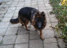 Pet-Comb Dog-Brush Rake Dematting Puppy-Goomer Undercoat Professional Removes Benepaw