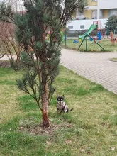 Coat Vest Jacket Puppy Outfit Pet-Dog Yorkie Warm Chihuahua Winter for Windproof Padded