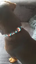 Collar de identificación de perro personalizado, nailon, placa de etiqueta grabado gratis para perros pequeños, medianos y grandes, Pitbull