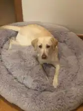 Perrera larga de felpa supersuave para mascotas, saco de dormir redondo, tumbona para casa de gatos, cesta de sofá cálido de invierno para perros pequeños, medianos y grandes