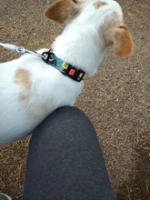 Nylon Printed Dog Collar Adjustable Puppy Small Dogs Collar Pet Collars for Chihuahua