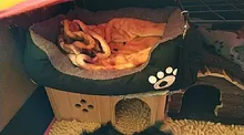 Cama grande para mascotas, casa cálida, nido cuadrado de color caramelo para perros pequeños, medianos y grandes, cestas para perros, gatos y cachorros de talla grande