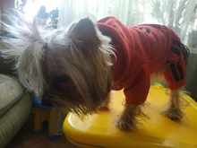 Jumpsuit Clothing Hoodies Jacket Pet-Dog-Coats Small Dogs Sport Apparel Winter Fashion