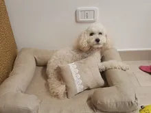 Bed Sofa Pet-Beds Pet-Cushion-Mat Removable Cat Kennel Dog Small for Medium Big-Dog Lounge