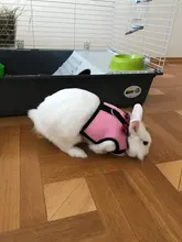 Arnés suave de malla para mascotas, chaleco de Animal PEQUEÑO con correa de plomo para hámster, conejo, animal PEQUEÑO, accesorios para mascotas, conjunto de correa de plomo