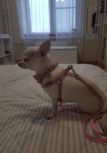 Leash-Set Pet-Products Dog-Harness Dogs Adjustable Small Chihuahua Walking Nylon And