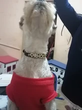 DIY Bling Personalized Dog Collar Rhinestones Leather Free Name Small Medium Pet