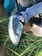 Cubiertas desechables de plástico para zapatos, cubiertas de plástico para limpieza de calzado, impermeable, para exteriores y días lluviosos, 100 Uds.