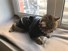 Pet Clothing Costumes Coat Kitten-Outfits Yorkshire Puppy Winter Warm Autumn for Chihuahua