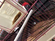 Parrot Cage Nest Removable Pet-Birds Plastic White 1pcs High-Quality