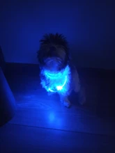 Alta calidad 1 Uds Multi-color LED Collar de perro ajustable mascota de seguridad nocturna Collar luminoso luz perro brillante Collar Correa