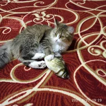 Cheap Pet Products Fish Toy Cat Scratch Board Scratching Post Catnip toys for Cat Pet