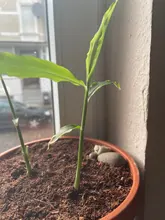 10 Uds nueva moda bebé niñas pequeño gancho para el pelo bonito Color caramelo de la mandíbula Clip niños horquilla accesorios para el pelo