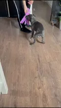 8 patas de pulpo, peluche suave de felpa, chirriantes, perro de juguete con sonido sólido, perros de tamaño mediano y grande