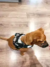 Arnés de perro sin tirar reflectante transpirable arnés de mascota ajustable para chaleco de perro ID parche personalizado para caminar al aire libre perro suministros